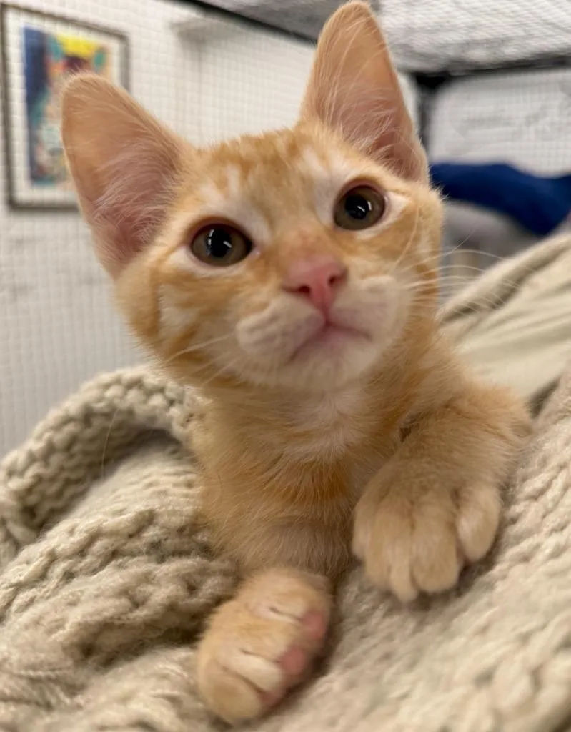 A baby small-sized male Domestic Short Hair cat named Mac for adoption in Napa, CA