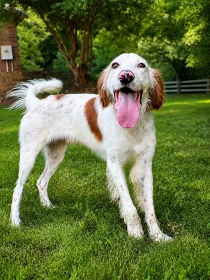 An adult medium-sized male English Setter dog named Charlie for adoption in Morton Grove, IL