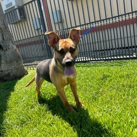 Josephine thumbnail 3