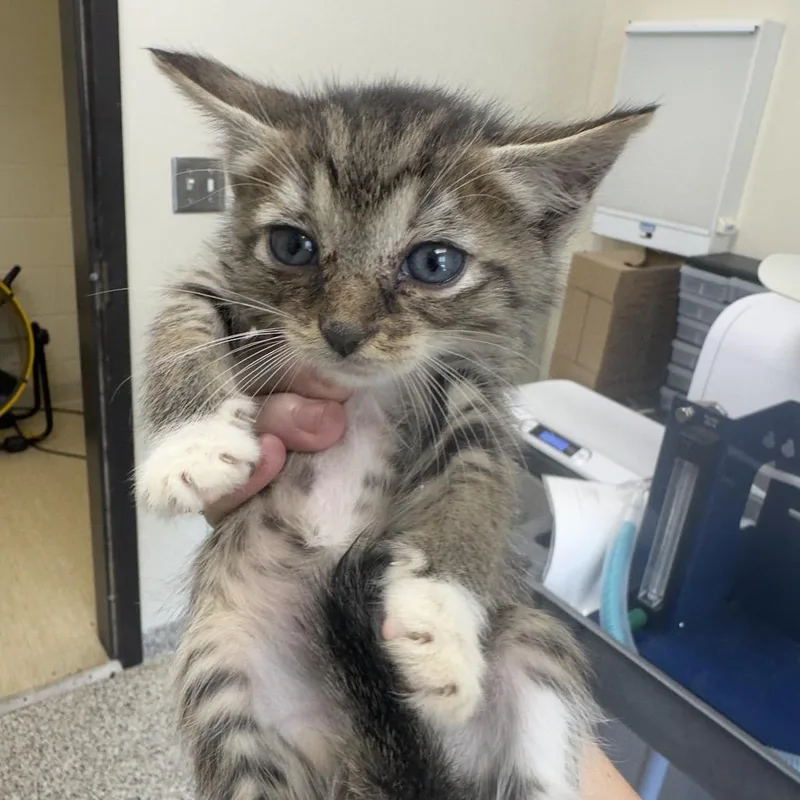 A baby small-sized male Brown / Chocolate Domestic Short Hair cat named Meeney for adoption in Red House, WV