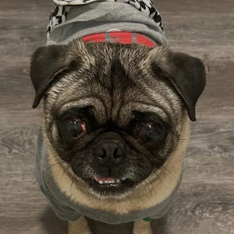 Rockypug