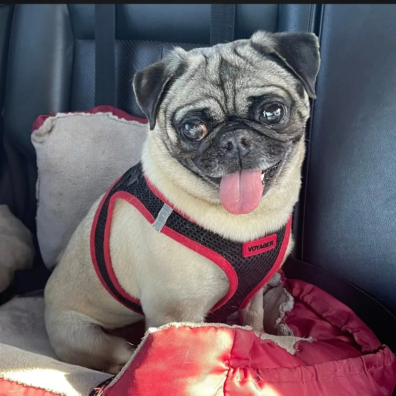 Rockypug thumbnail 2