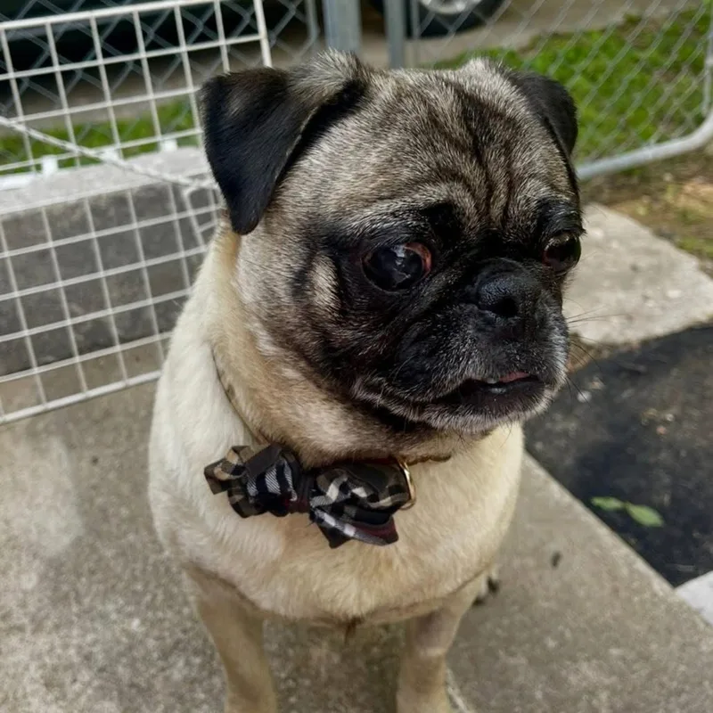 Rockypug thumbnail 3