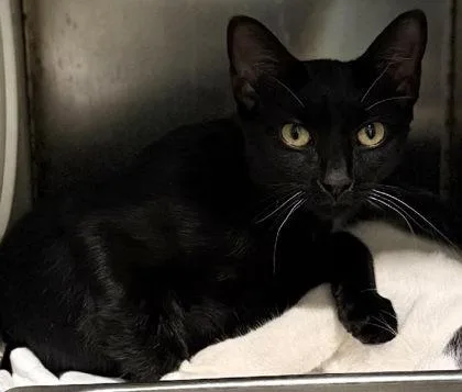 A baby small-sized female Domestic Short Hair cat named Flo for adoption in Port Saint Joe, FL