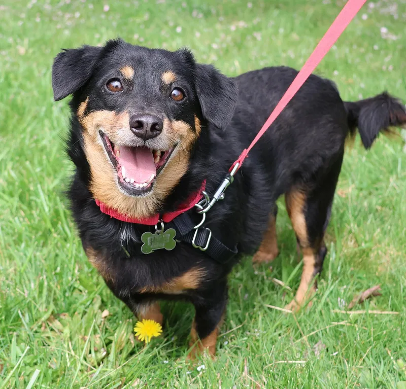 A young small-sized male Black Dachshund (Long Haired) dog named Hugo for adoption in Harrison, NY