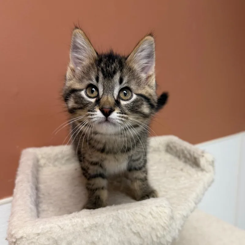 A baby small-sized female Brown / Chocolate Domestic Short Hair cat named Popple for adoption in Detroit Lakes, MN