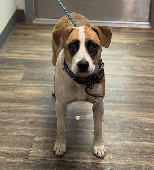 An adult large-sized female Pit Bull Terrier dog named Canela for adoption in San Diego, CA