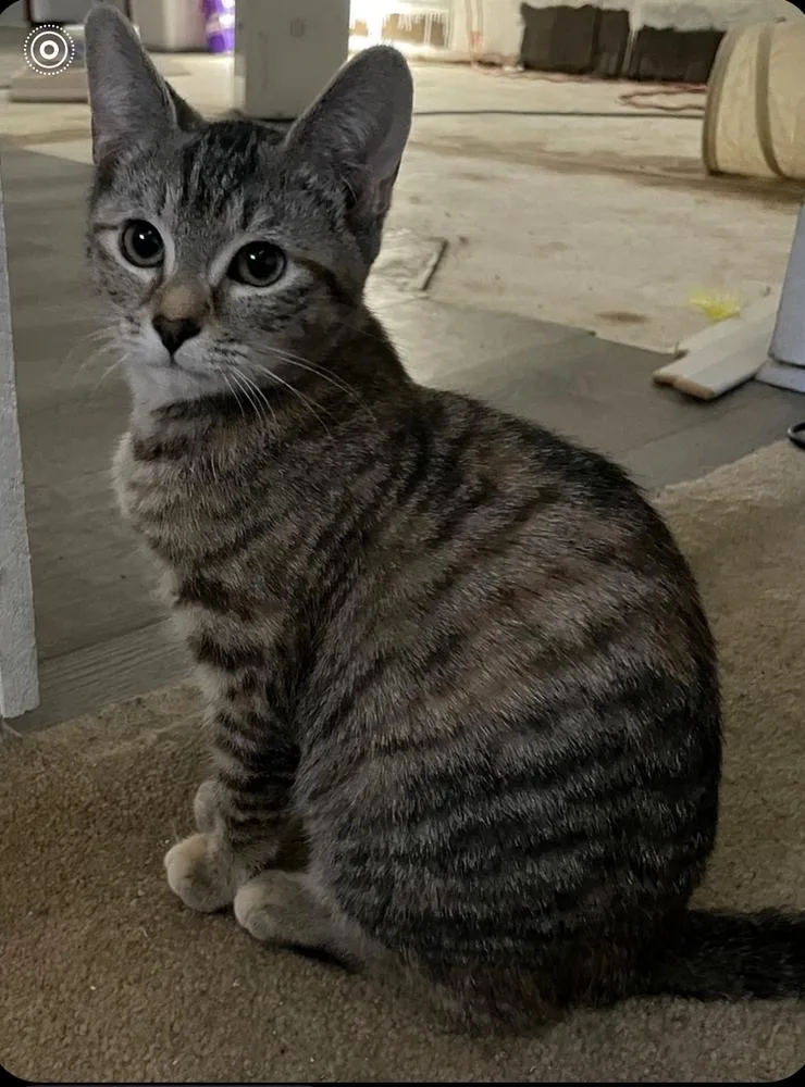 An adult small-sized female Gray / Blue / Silver Domestic Short Hair cat named Macy for adoption in Telford, PA
