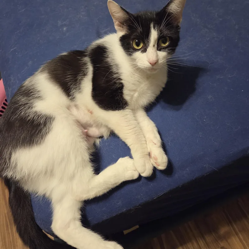 A young medium-sized female Black & White / Tuxedo Domestic Short Hair cat named Whiskers for adoption in Milwaukee, WI