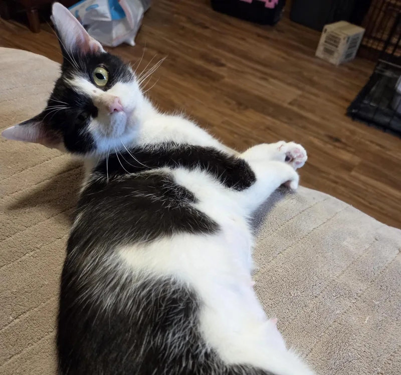 Whiskers thumbnail 3