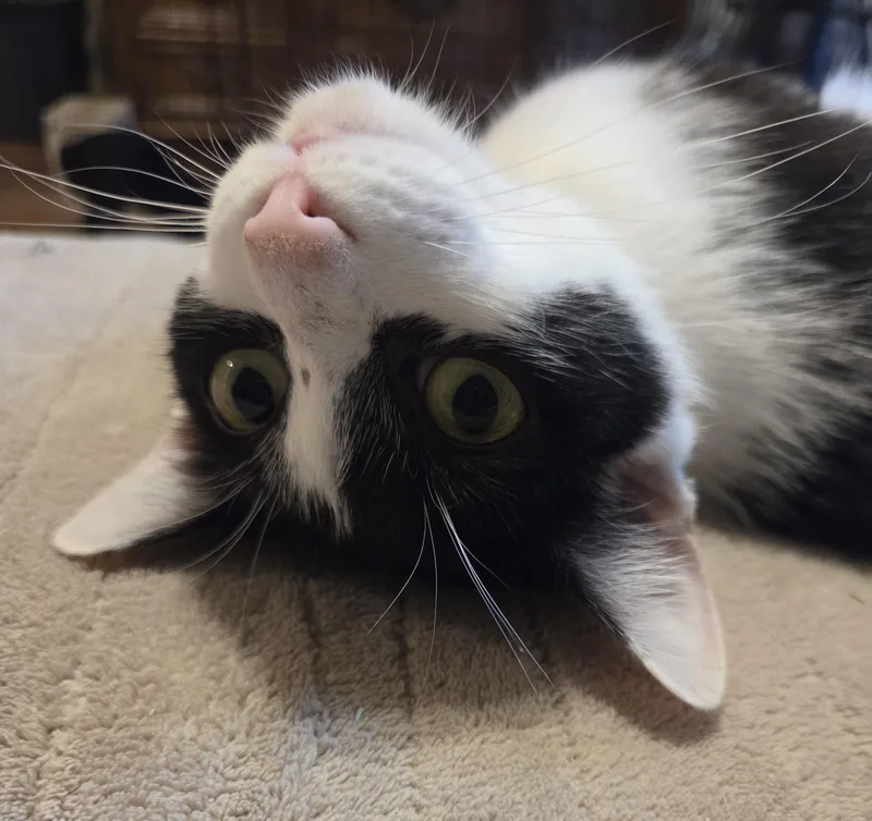 Whiskers thumbnail 5
