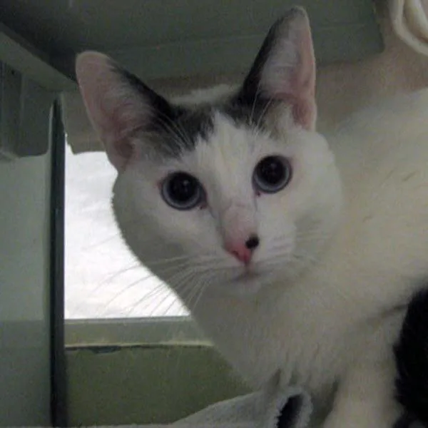 A senior medium-sized female Domestic Short Hair cat named Sugar for adoption in Escondido, CA