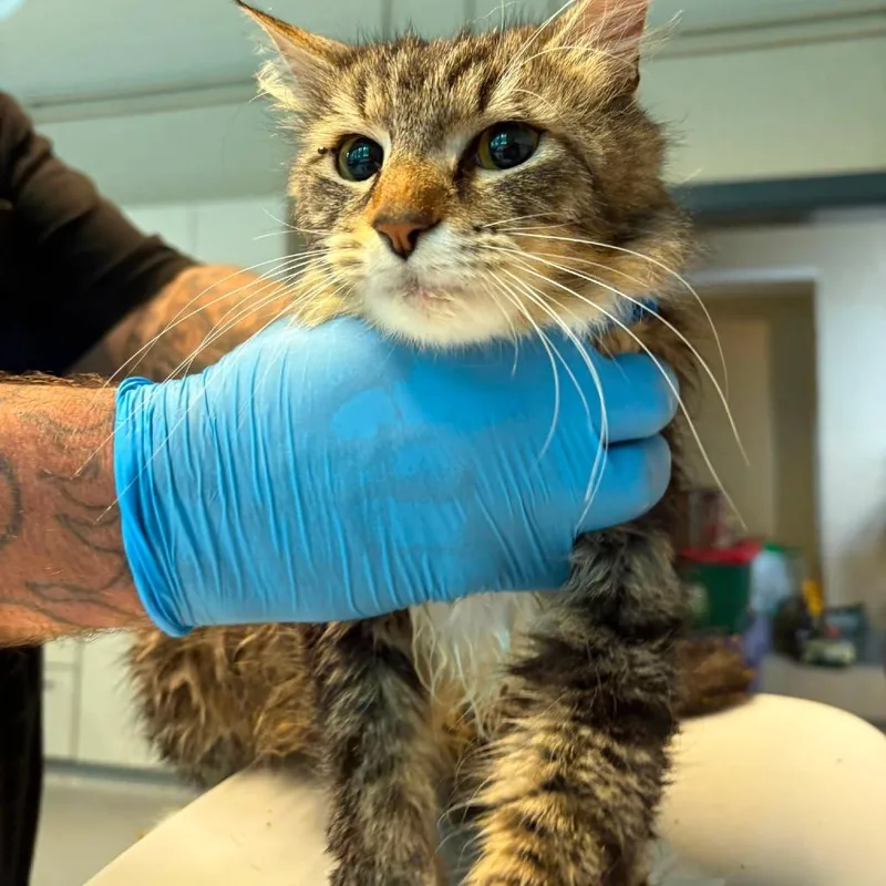 An adult medium-sized female Brown / Chocolate Domestic Short Hair cat named Bunny for adoption in Huntington, WV