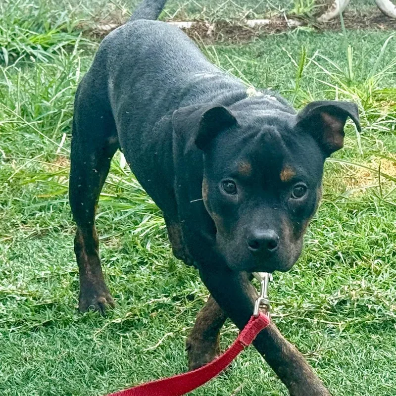 A young medium-sized male Black Mixed Breed dog named Shorty for adoption in Bennettsville, SC