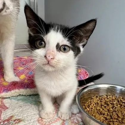 A baby small-sized female Domestic Short Hair cat named Pia for adoption in West Chester, PA