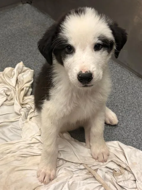A baby large-sized male Mixed Breed dog named Aries for adoption in Dallas, TX