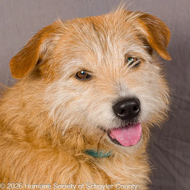 An adult medium-sized female Apricot / Beige Terrier dog named Rosebud for adoption in Montour Falls, NY