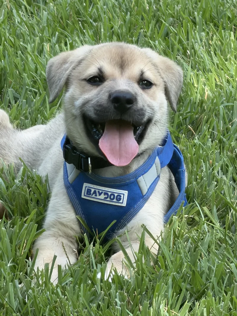Jameson