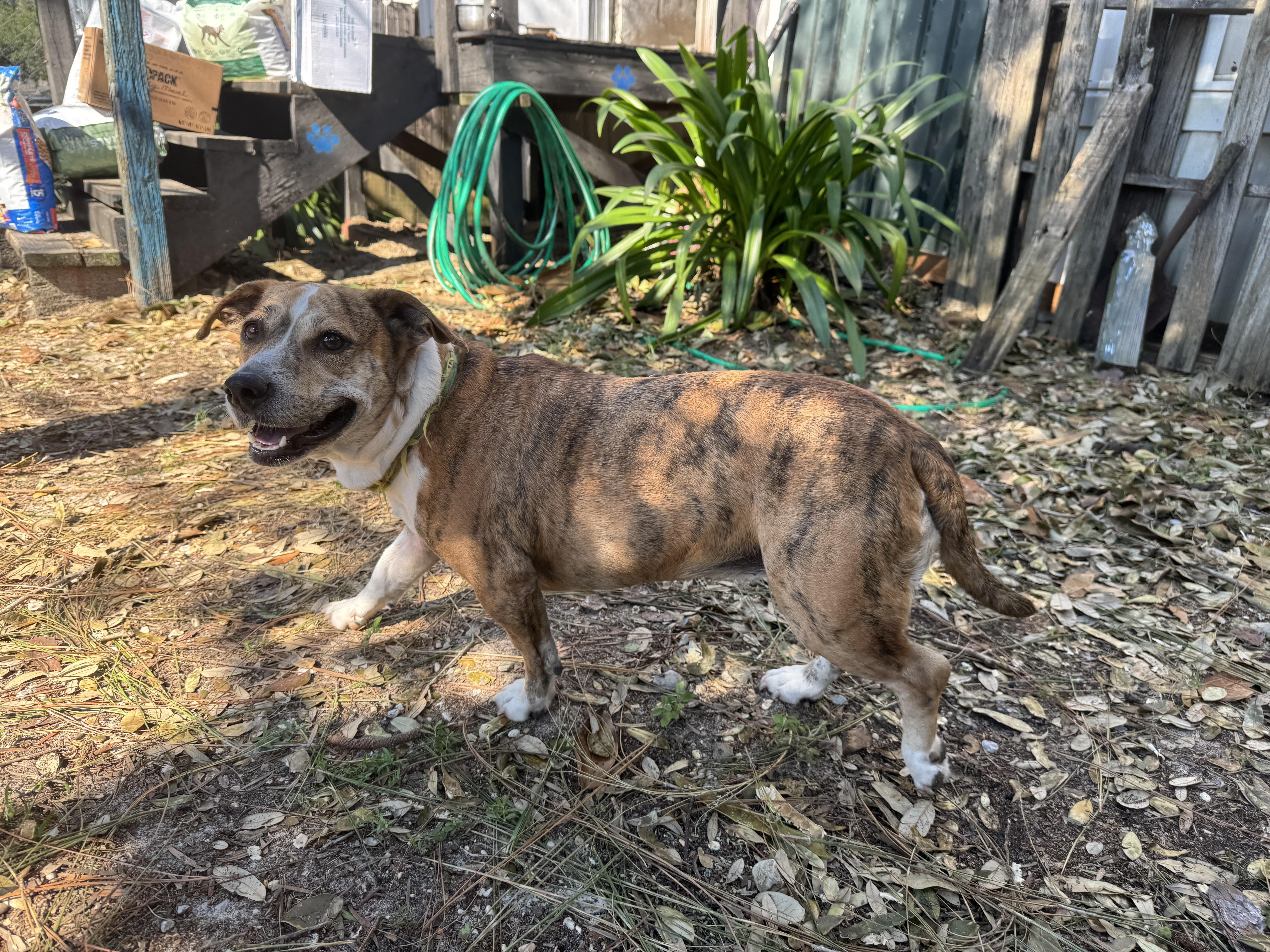 An adult medium-sized male Basset Hound dog named Gracie for adoption in Navarre, FL