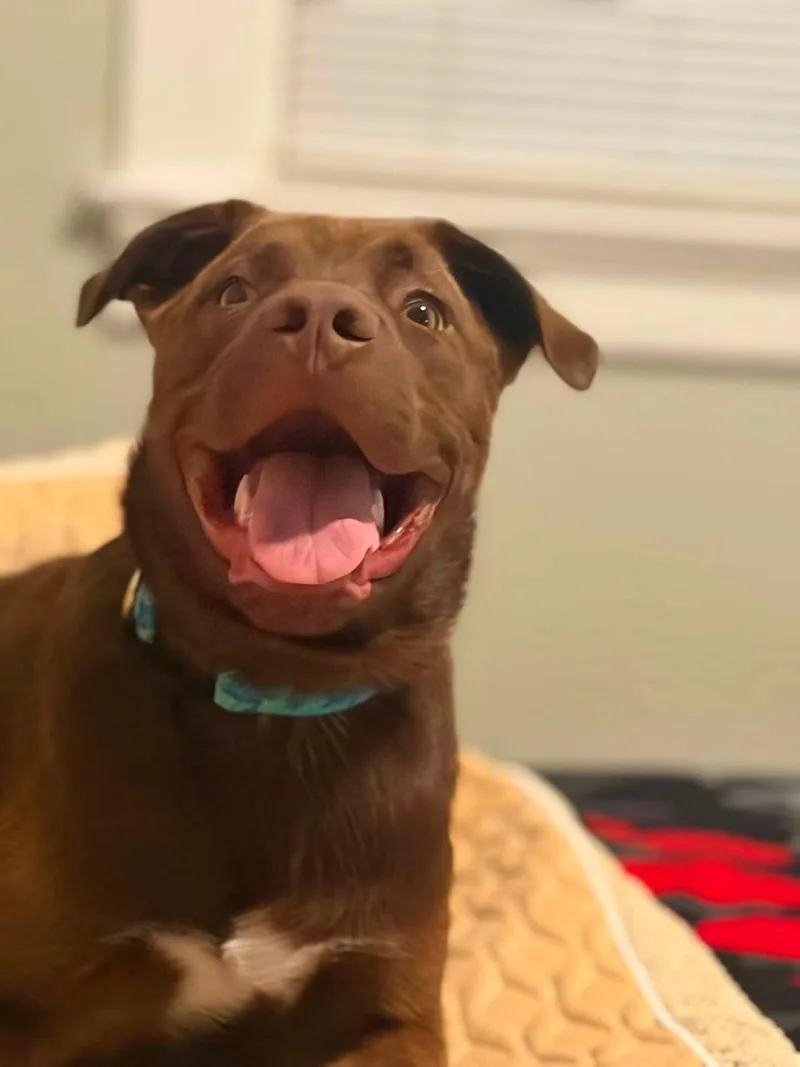 A young medium-sized male Labrador Retriever dog named Clyde for adoption in Germantown, OH