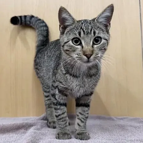 A baby small-sized female Domestic Medium Hair cat named MariEtta for adoption in Saint Louis, MO