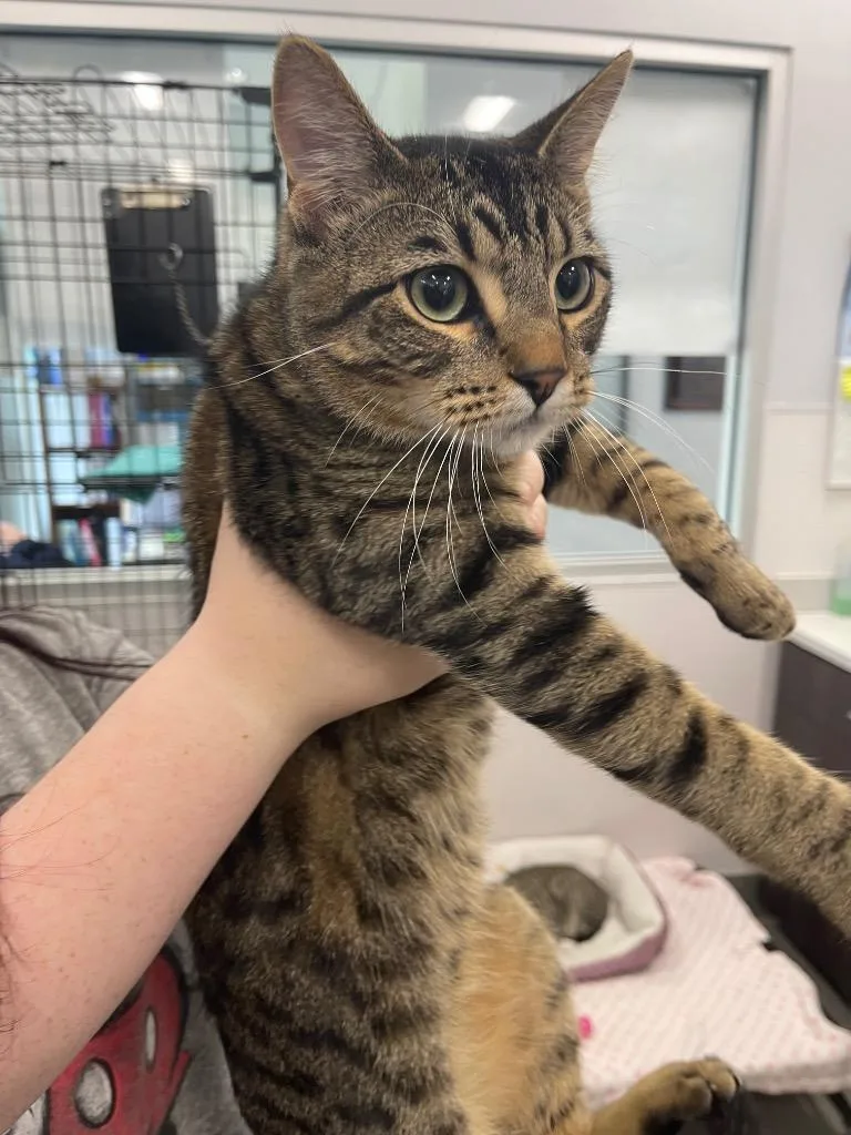 A baby medium-sized male Domestic Short Hair cat named Yeager Pa for adoption in Denham Springs, LA