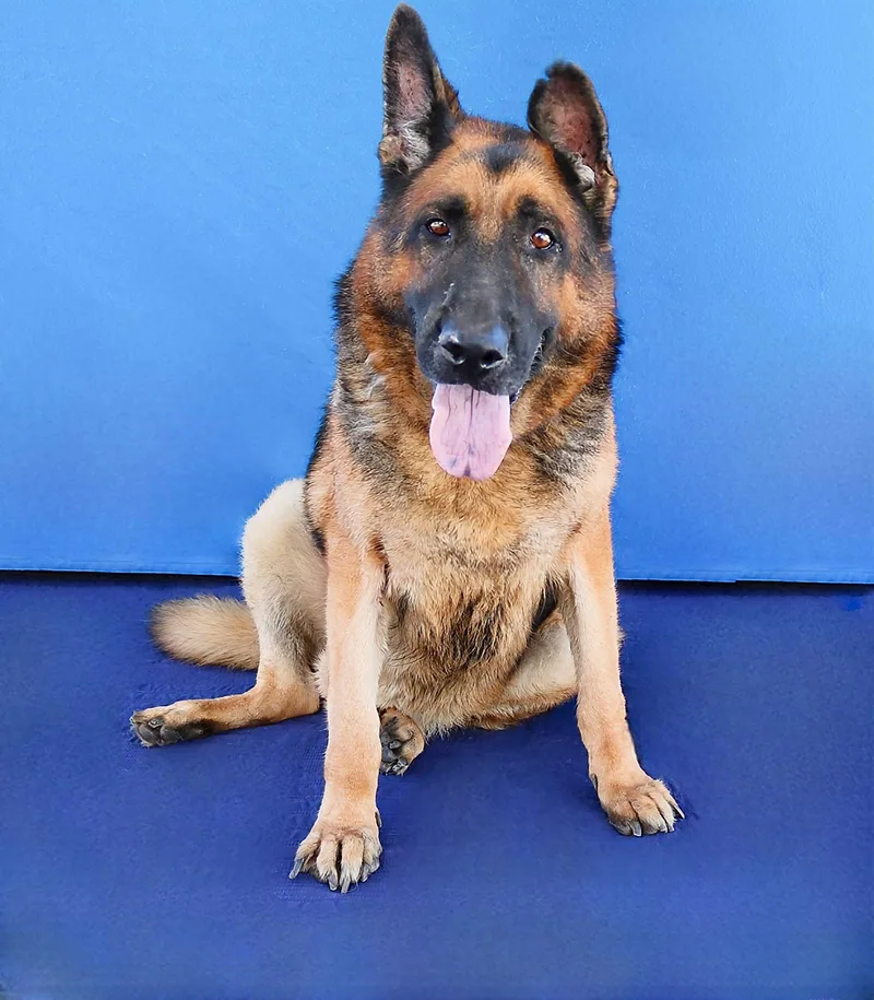 A senior medium-sized male German Shepherd Dog dog named Jed Vera for adoption in Pasadena, CA