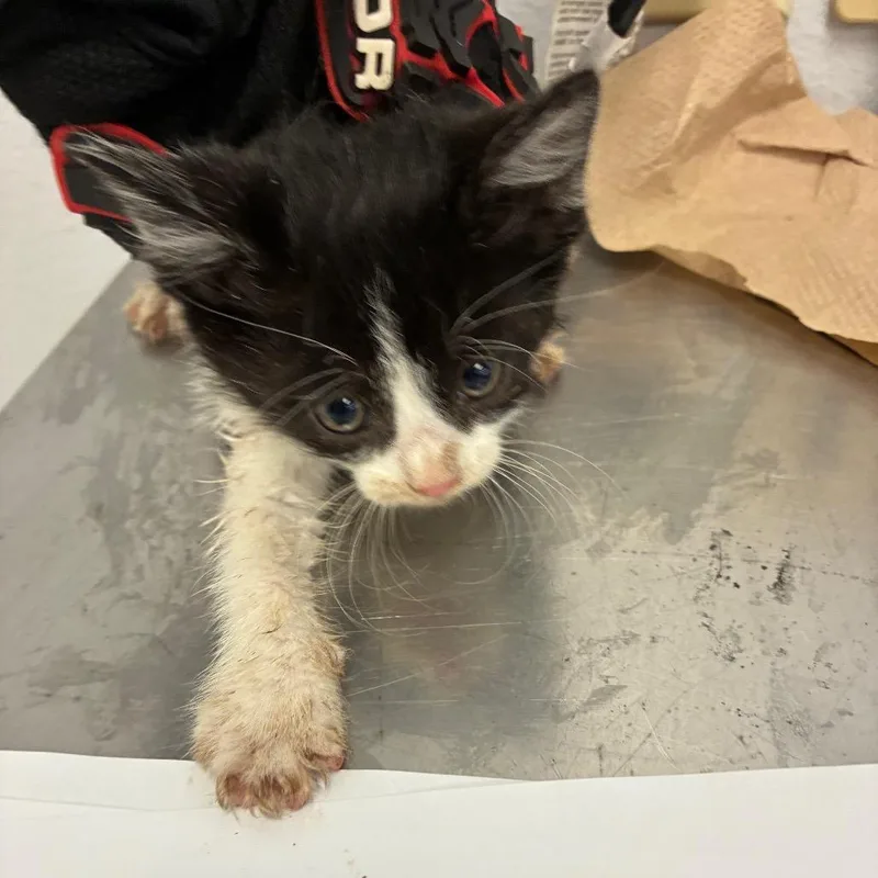 A baby small-sized male Black Domestic Medium Hair cat named Damon for adoption in Amarillo, TX