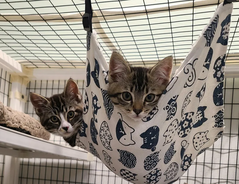 A baby medium-sized female Tabby (Brown / Chocolate) Domestic Short Hair cat named Abba & Queen for adoption in Kirkland, WA