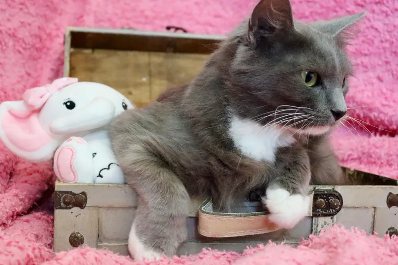 Rosie thumbnail 3