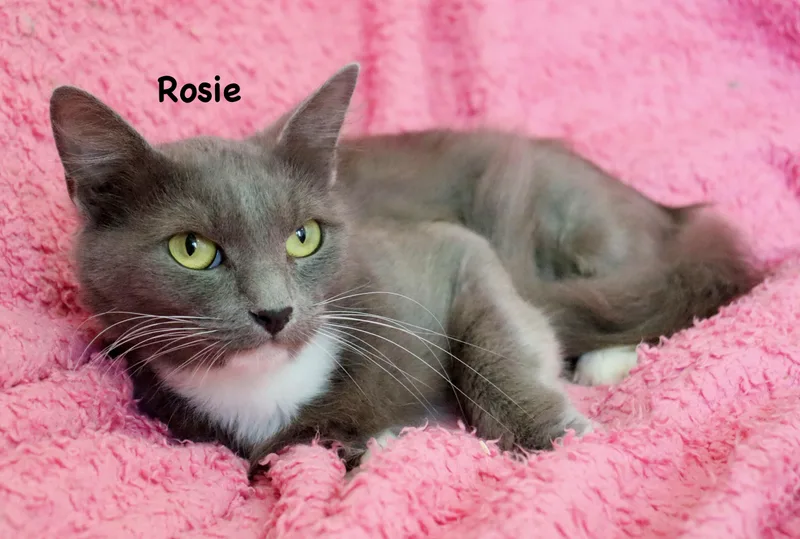 Rosie thumbnail 5