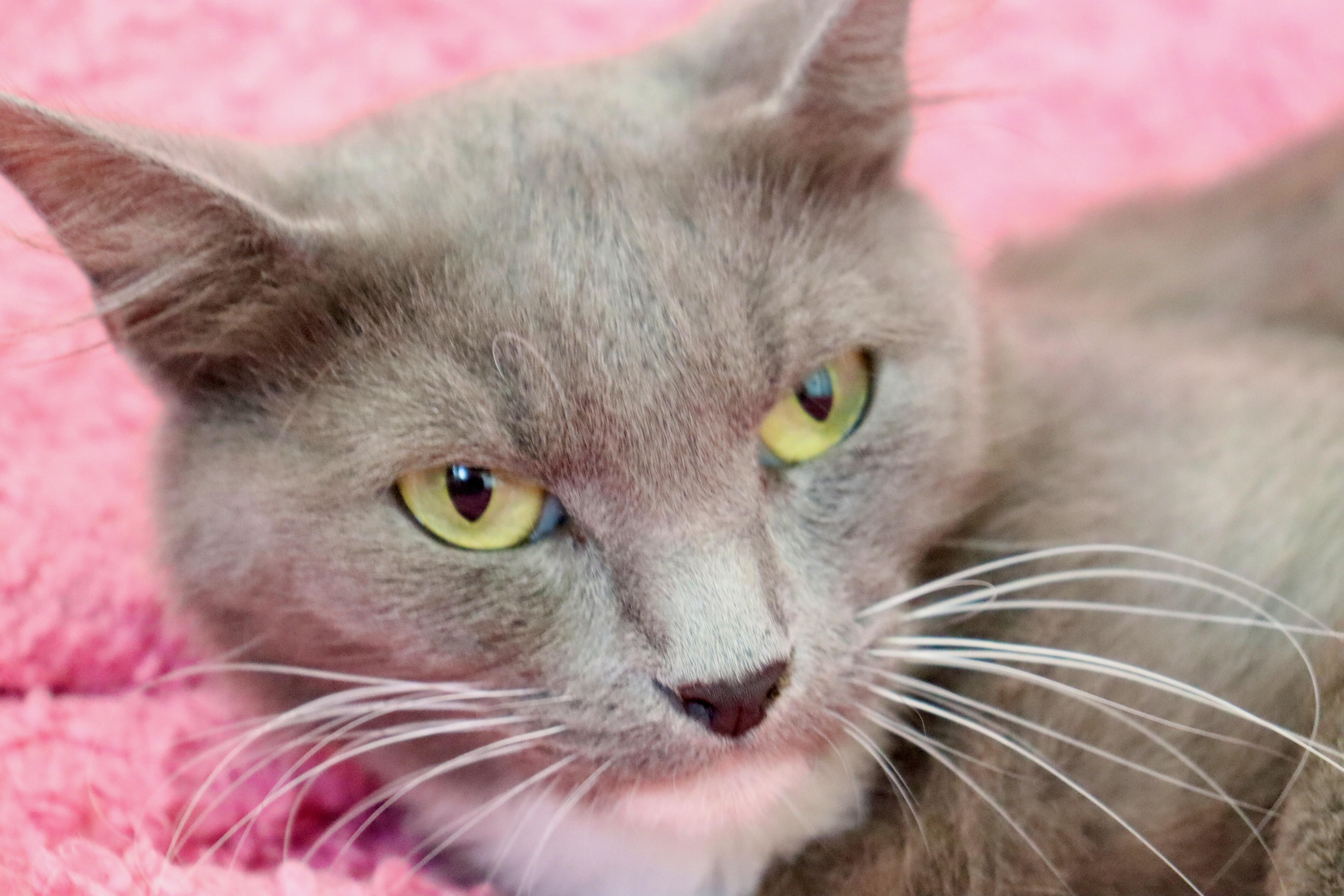 Rosie thumbnail 6