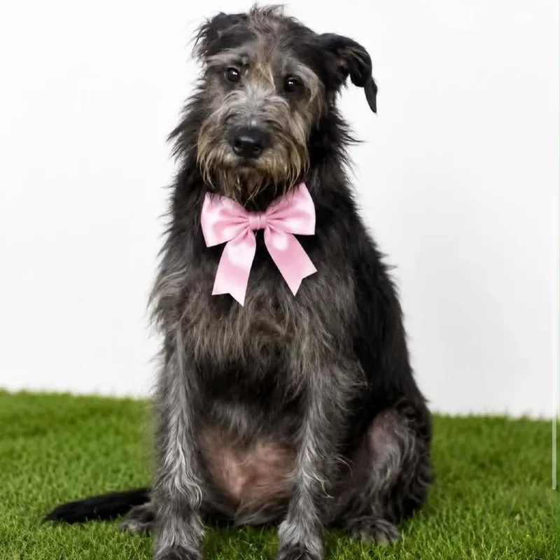 An adult medium-sized female Black Terrier dog named Matilda for adoption in Graham, WA