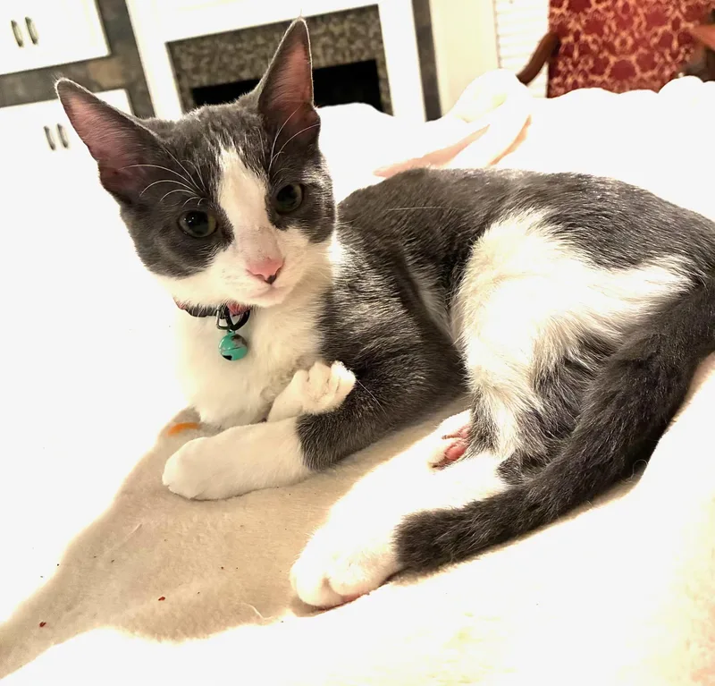 A baby medium-sized female Domestic Short Hair cat named Winter for adoption in Gainesville, VA