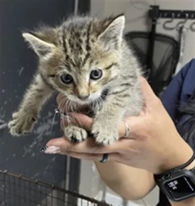 A baby small-sized male Domestic Short Hair cat named Topaz for adoption in Redlands, CA