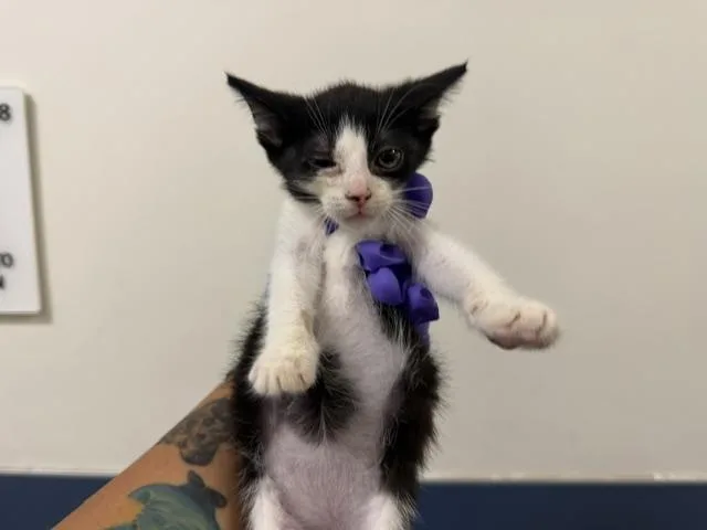 A baby small-sized female Domestic Short Hair cat named Biscuit for adoption in Miami, FL