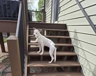 A baby medium-sized female White / Cream Boxer dog named Joana for adoption in Colorado Springs, CO