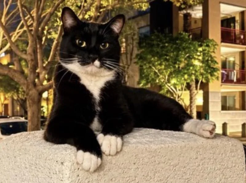 A young medium-sized male Black & White / Tuxedo Domestic Short Hair cat named Batman for adoption in Upland, CA