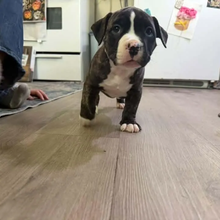 A baby medium-sized male Terrier dog named Stitch for adoption in Penfield, NY