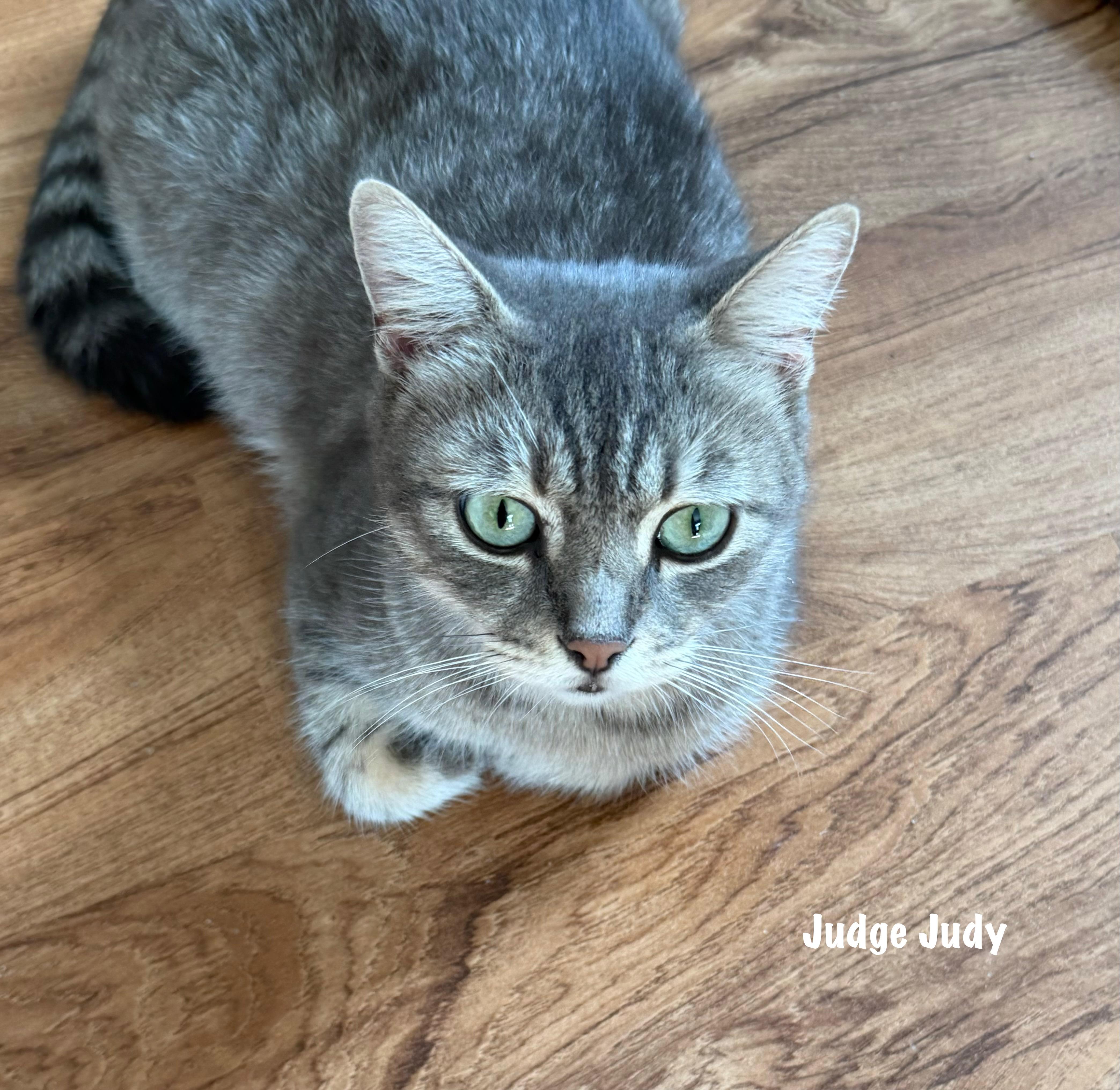 A young medium-sized female Gray / Blue / Silver Domestic Short Hair cat named Judge Judy for adoption in East Hartford , CT