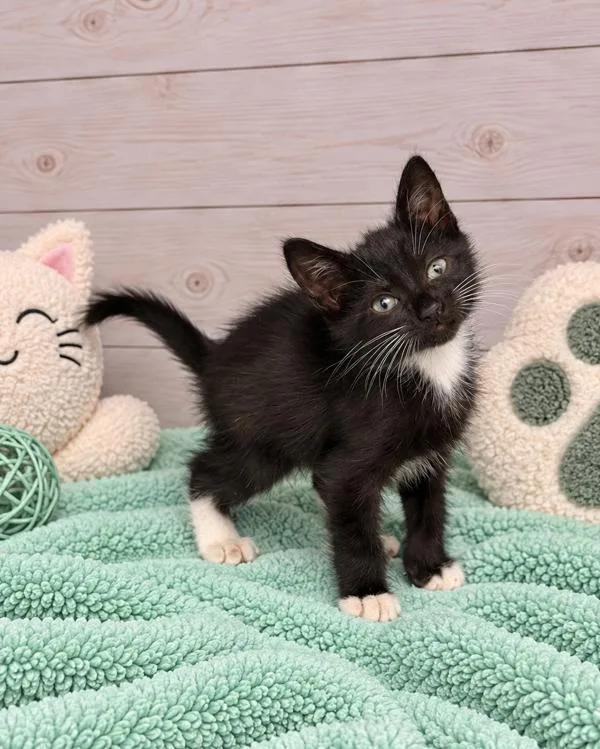 A baby small-sized male Domestic Short Hair cat named Sesame for adoption in Lafayette, LA