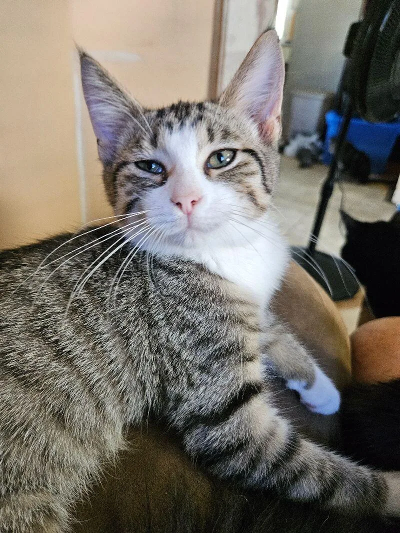 A young medium-sized male Tabby (Brown / Chocolate) Domestic Short Hair cat named Peter for adoption in Adrian, MI