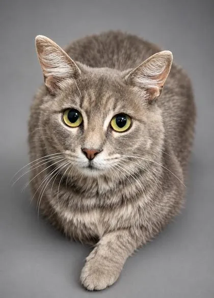 A baby medium-sized female Domestic Long Hair cat named Binnie for adoption in Fresno, CA