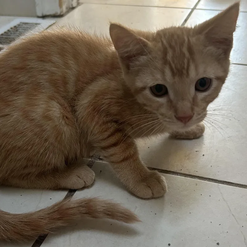A baby medium-sized male Domestic Short Hair cat named Extra for adoption in Springfield, MO