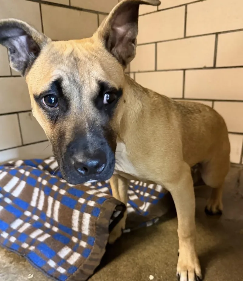 A young medium-sized female Yellow / Tan / Blond / Fawn Terrier dog named Peaches HOLD for adoption in Canton, OH