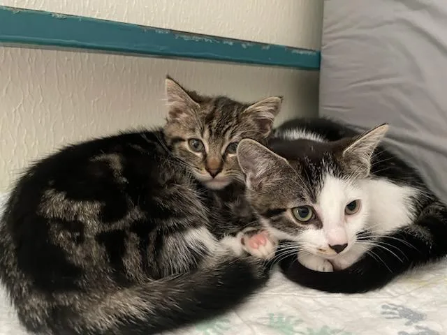 A baby medium-sized female Domestic Short Hair cat named Phoenix for adoption in Rochester, WA