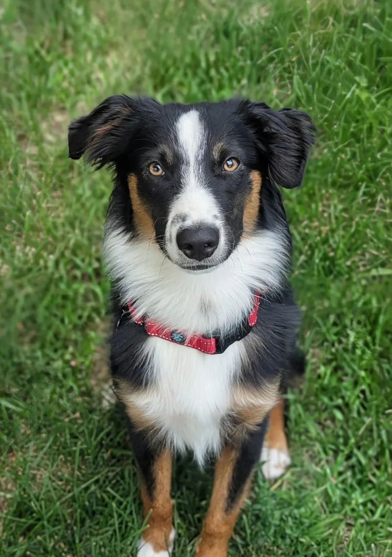A baby medium-sized male Australian Shepherd dog named Lukey for adoption in Monticello, MN