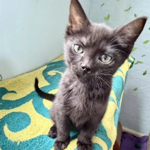 A baby small-sized female Domestic Short Hair cat named Willow for adoption in Portage, MI