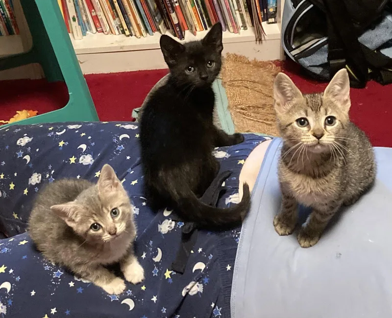 A baby medium-sized female Domestic Short Hair cat named Debris for adoption in Trenton, NJ