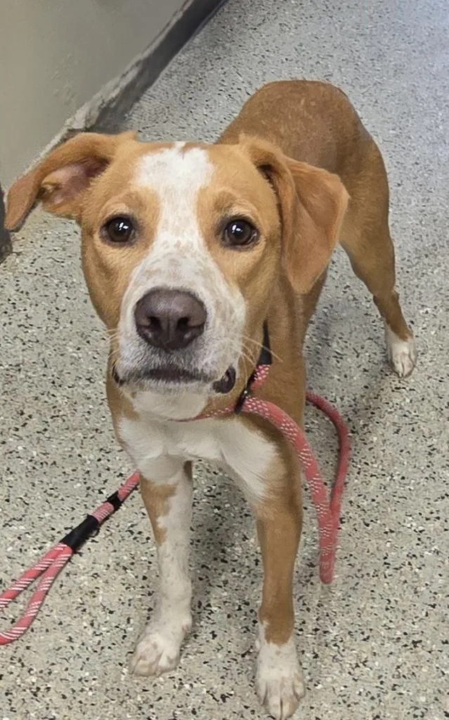 A young medium-sized male Foxhound dog named Pippin for adoption in Saint Clairsville, OH